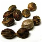 Семена марихуаны АК-47  (Seeds AK-47) в Воркуте